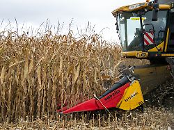 Marktpreise kontrolliert?: US-Firma verklagt Bayer wegen Maissaatgut
