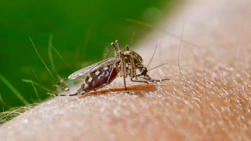 Stechmuecke-Weibchen-beim-Blutsaugen-auf-menschlichem-Arm-saugend-stechend-Ochlerotatus-spec-Aedes-spec