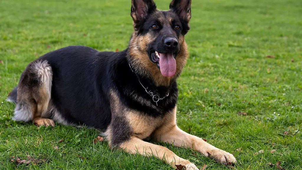 Weniger-folgsam-Ein-aggressiver-Hund-hat-einen-65-Jaehrigen-schwer-an-der-Hand-verletzt