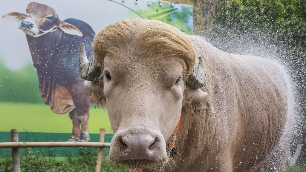 NARAYANGANJ-BANGLADESH-MAY-23-An-albino-buffalo-nicknamed-AeuDonald-TrumpAeu-is-seen-at-a-cattle-farm-ahead-of-Eid-al-Adha-in-Narayanganj-Bangladesh-on-May-23-2026-The-buffalo-was-given-the-nickname-due-to-its-unusual-golden-colored-hair-and-has-gone-viral-on-social-media-Farm-workers-are-providing-constant-care-and-special-attention-to-the-animal-before-it-is-sold-for-the-Muslim-festival-sacrifice