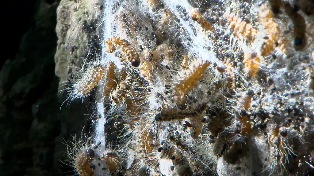 Die-feinen-Haare-des-Prozessionsspinners-enthalten-ein-Nesselgift-das-Beschwerden-ausloesen-kann-hier-ein-Nest-an-einem-Baum-am-Waidsee