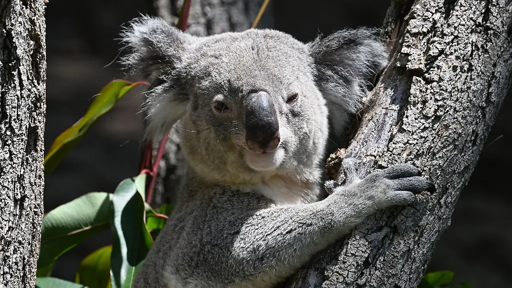 Drei-Koalas-leben-jetzt-noch-im-Stuttgarter-Zoo