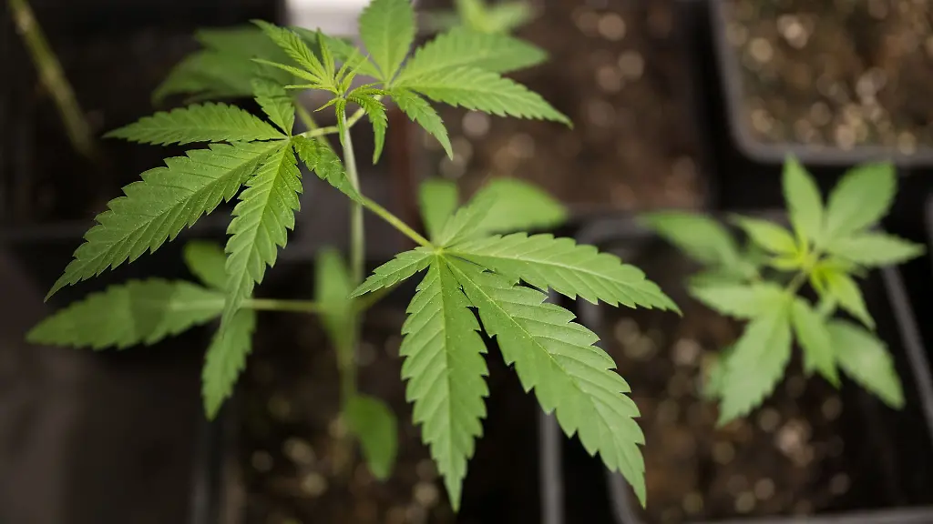 Die-Fahnder-hatten-mehr-als-6-300-Cannabis-Pflanzen-sichergestellt