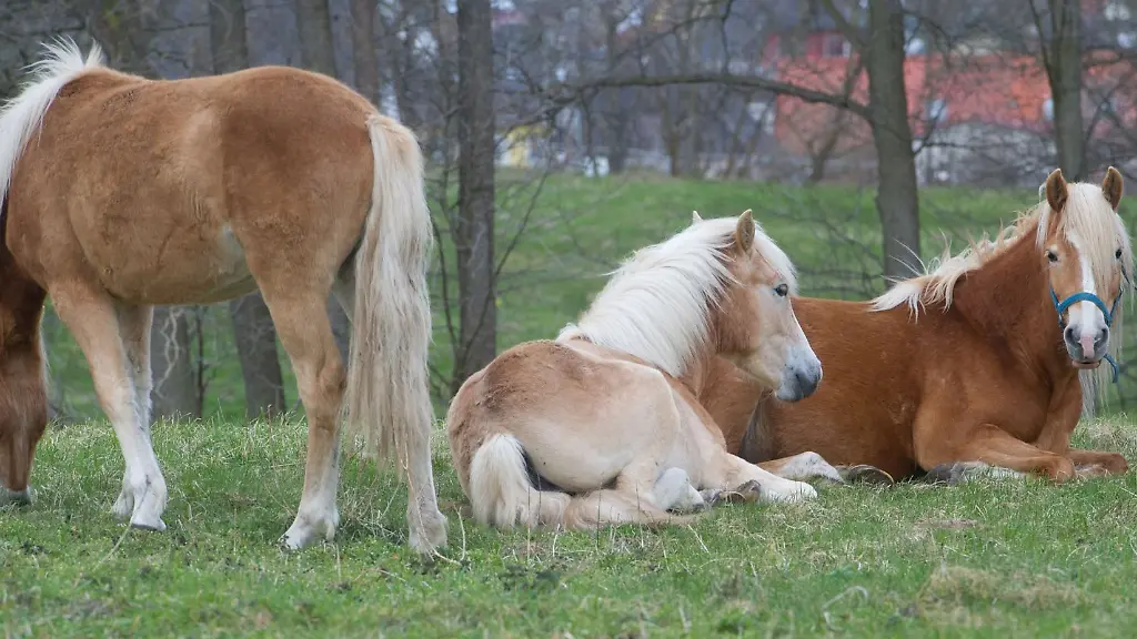 Thueringen-will-seine-Haflinger-Herde-versteigern