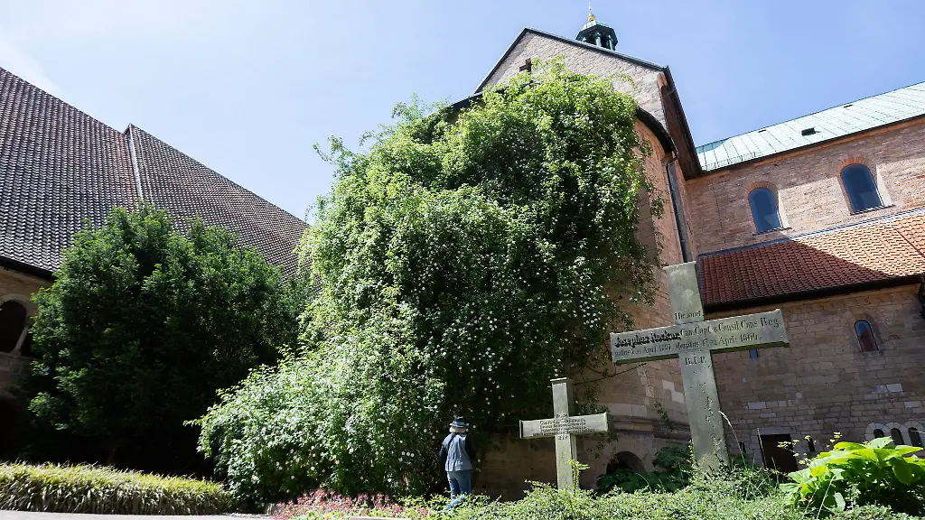 Der-1000-jaehrige-Rosenstock-am-Hildesheimer-Dom-blueht