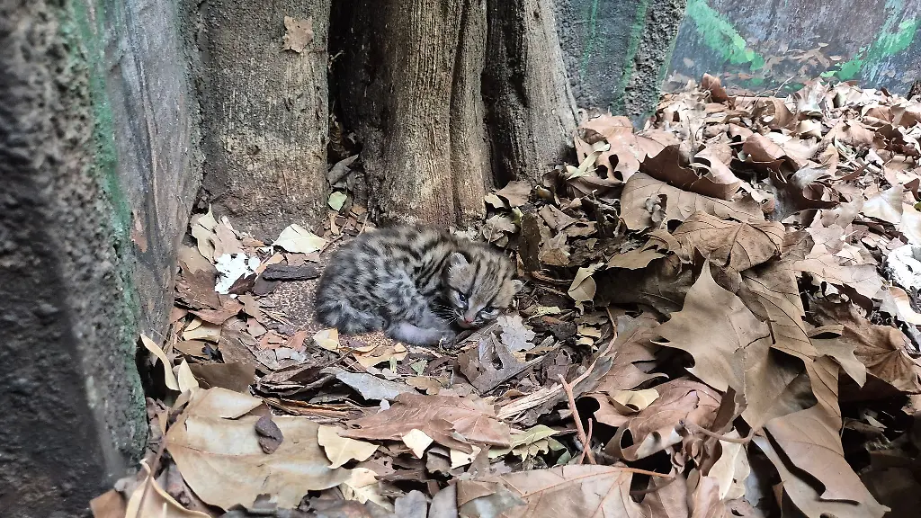Margays-bringen-meistens-nur-ein-Jungtier-zur-Welt