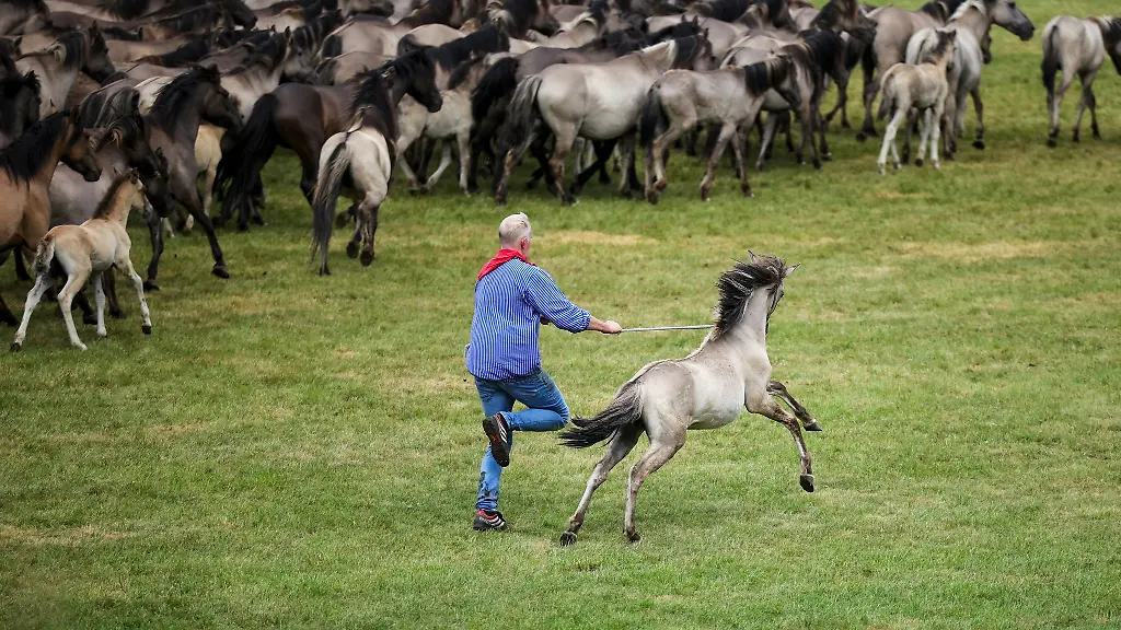Ein-Fang-mit-Tradition-Die-jungen-Hengste-werden-von-der-Herde-getrennt