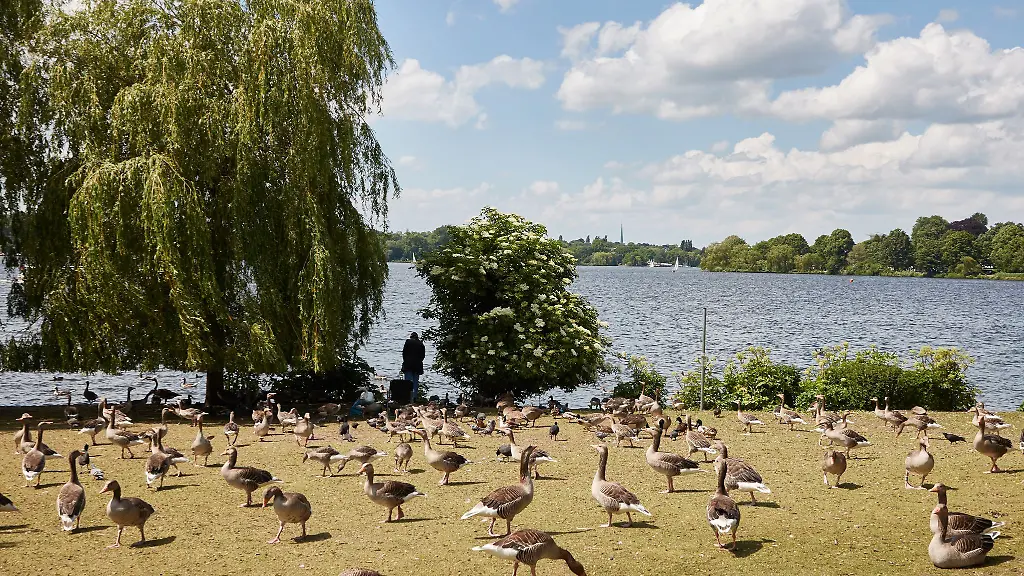 Waehrend-der-Brut-und-Mauserzeit-halten-sich-viele-Graugaense-in-Hamburg-auf