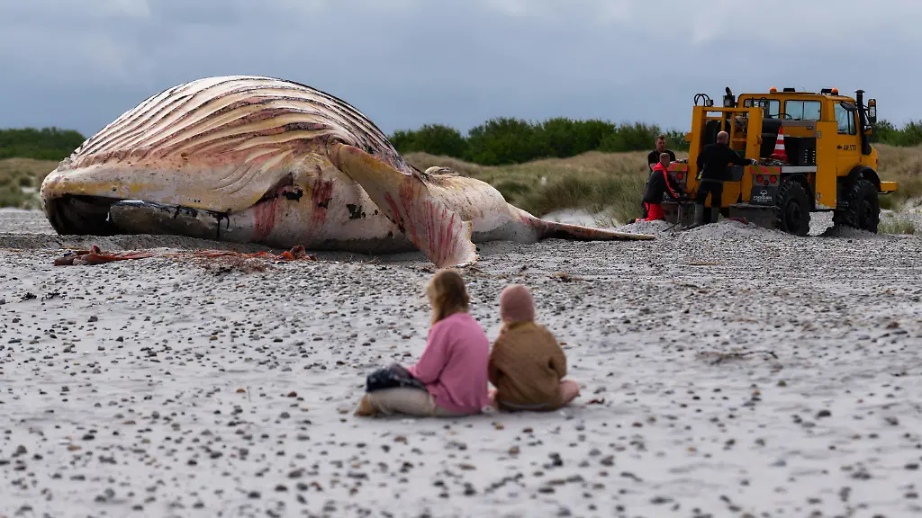 Der-tote-Wal-liegt-am-Strand-der-daenischen-Insel-Anholt-nachdem-er-aus-dem-Wasser-gezogen-wurde-davor-sitzen-zwei-Personen-im-Sand-Bei-dem-Wal-handelt-sich-um-den-als-Timmy-bekannten-Buckelwal-der-Ende-Maerz-erstmals-vor-Timmendorfer-Strand-gestrandet-war-und-rund-einen-Monat-spaeter-in-die-Nordsee-transportiert-wurde