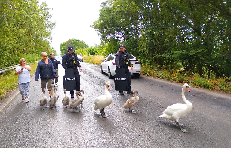 A-police-armed-response-unit-making-sure-a-family-of-swans-get-to-their-nesting-site-safely