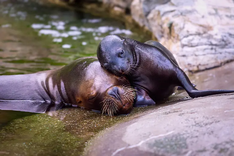 A-sea-lion-is-kind-to-its-cub-in-the-Vienna-Zoo