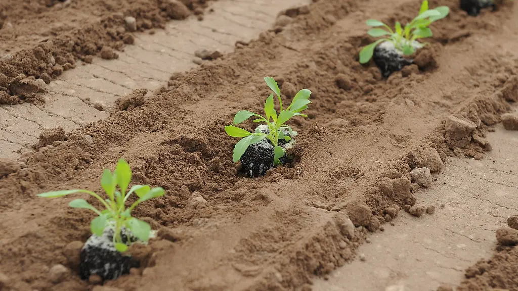 Rucola-ist-vor-allem-als-Salat-beliebt