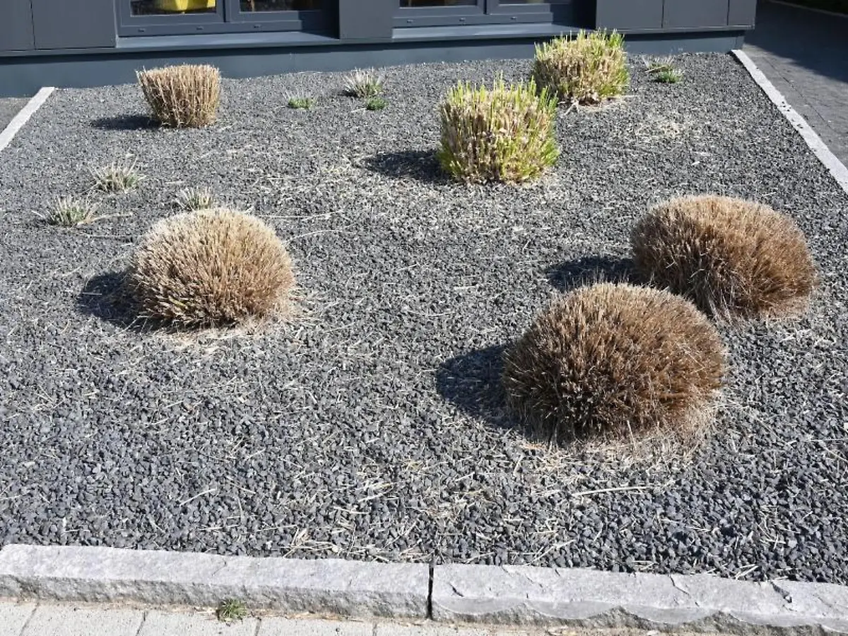 Pflanzen-ragen-aus-einem-Vorgarten-mit-grauen-und-schwarzen-Kieselsteinen