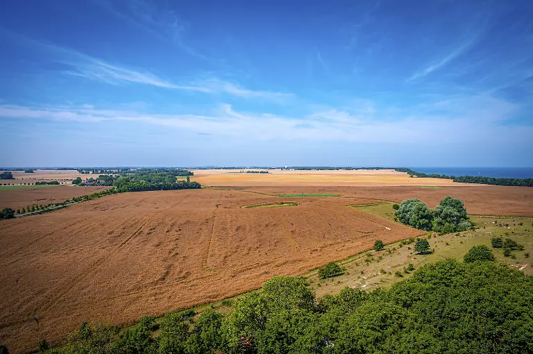 Weites-Getreidefeld-unter-blauem-Himmel-mit-vereinzelten-Wolken-umgeben-von-gruener-Vegetation-Insel-Ruegen-Kap-Arkona-Mecklenburg-Vorpommern-Deutschland