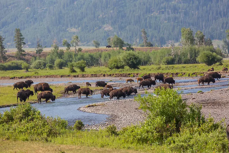 Wild-bison-in-Yellowstone-National-Park-USA