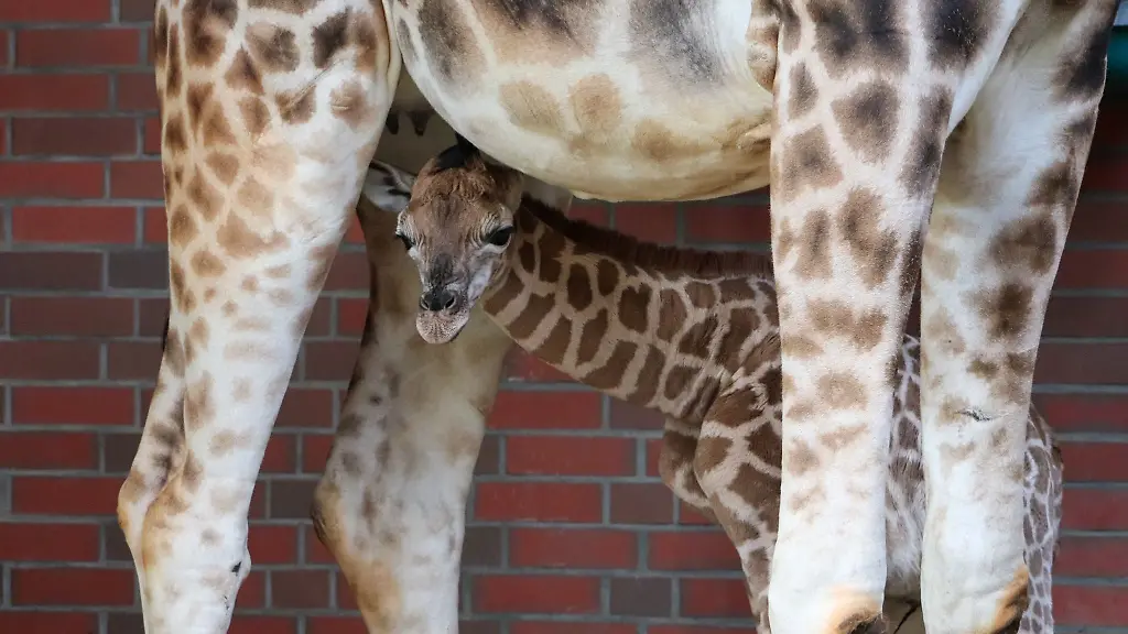 Namenspate-fuer-die-junge-Giraffe-ist-das-Model-Linus-Weber