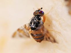 Gefräßiges Insekt aus den Tropen: Wie eine kleine Fliege zum