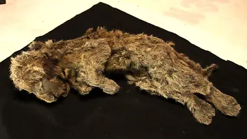 Studie rekonstruiert Evolutionsgeschichte der Höhlenlöwen (2)
