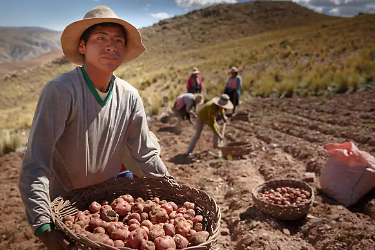 Ein-bolivianischer-Bauer-haelt-einen-Korb-frisch-geernteter-Kartoffeln-in-den-Haenden-Im-Hintergrund-Bauern-bei-der-Kartoffelernte-in-den-Anden-von-Bolivien-Sacaca-15-04-2016