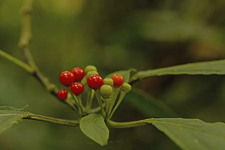 Wilde-Tomaten-eine-Urform-der-bekannten-Tomaten-rote-Fruechte-im-Regenwald-Monteverde-Costa-Rica