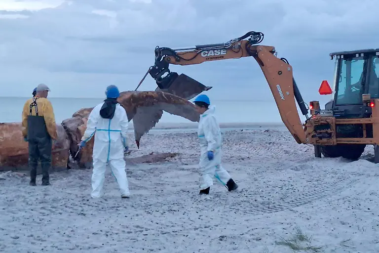 Nach-der-Obduktion-des-als-Timmy-bekannten-Buckelwals-am-Strand-der-daenischen-Insel-Anholt-beginnt-der-Abtransport