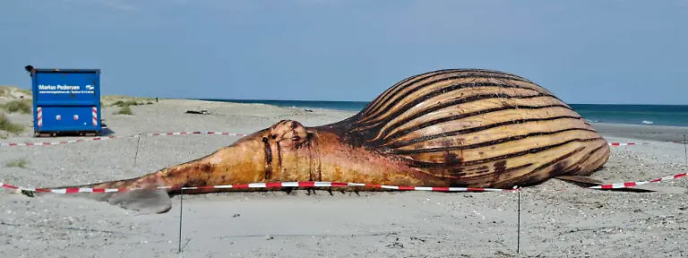Ein-Container-ist-hinter-dem-toten-Wal-am-Strand-zu-sehen-Der-Buckelwal-soll-obduziert-werden