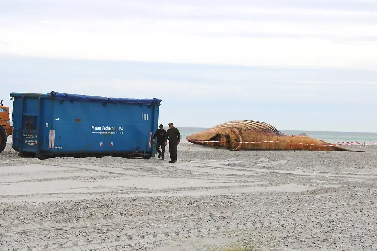 Container-und-ein-Bagger-stehen-am-Strand-Der-dort-angespuelte-Buckelwal-soll-obduziert-werden-Zwei-Arbeiter-waren-rund-20-Minuten-an-den-Containern-taetig-und-stellten-anschliessend-eine-offene-Mulde-auf-dem-Gelaende-ab