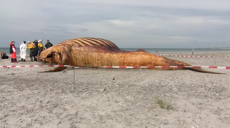AFP__20260604__B4ZZ7NQ__v1__HighRes__DenmarkGermanyAnimalWhale