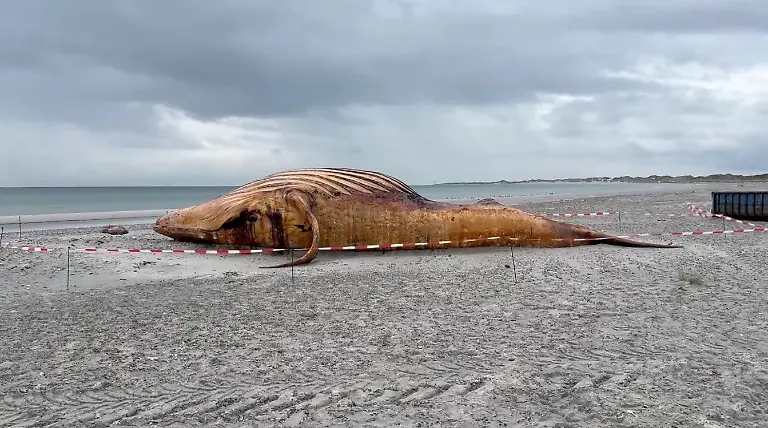 This-video-grab-taken-from-footage-by-News5-on-June-4-2026-shows-the-carcass-of-a-humpback-whale-at-the-shore-of-the-Danish-island-of-Anholt-prior-to-its-autopsy-Scientists-on-June-4-conducted-an-autopsy-on-Timmy-the-humpback-whale-whose-ordeal-to-return-to-the-open-seas-captured-Germany-s-hearts-and-sparked-a-media-frenzy-Danish-officials-said-The-whale-which-had-struggled-since-beaching-near-the-German-coast-died-after-being-transported-into-the-North-Sea-off-Denmark-aboard-a-barge-and-released-on-May-2-in-a-last-ditch-rescue-operation-The-results-of-the-examination-are-to-be-released-later