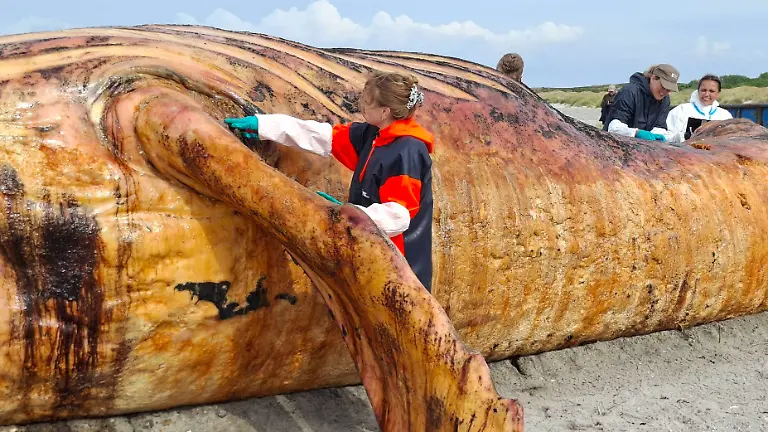 Die-Obduktion-des-als-Timmy-bekannten-Buckelwals-am-Strand-der-daenischen-Insel-Anholt-hat-begonnen