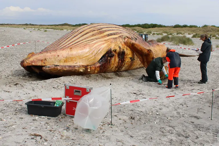 Die-Obduktion-des-als-Timmy-bekannten-Buckelwals-am-Strand-der-daenischen-Insel-Anholt-hat-begonnen