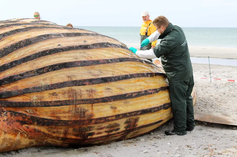Die-Obduktion-des-als-Timmy-bekannten-Buckelwals-am-Strand-der-daenischen-Insel-Anholt-hat-begonnen