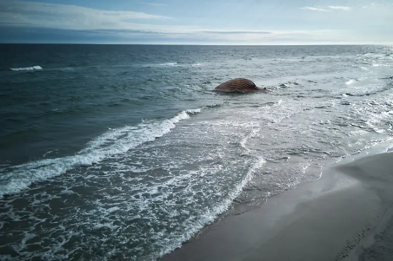 Der-tote-Wal-liegt-aufgeblaeht-vor-der-daenischen-Insel-Anholt-Es-handelt-sich-um-den-als-Timmy-bekannten-Buckelwal-der-Ende-Maerz-erstmals-vor-Timmendorfer-Strand-gestrandet-war-und-rund-einen-Monat-spaeter-in-die-Nordsee-transportiert-wurde