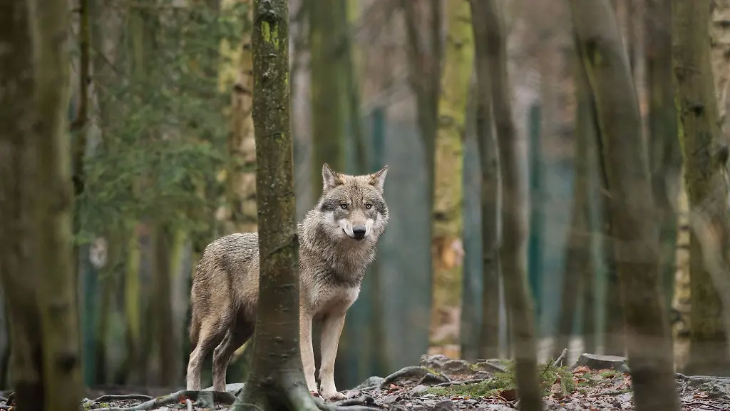 Mit-gemischten-Gefuehlen-starten-die-bayerischen-Aelpler-in-die-Saison-Sie-fuerchten-Wolfsrisse-auf-den-Alpen-und-Almen