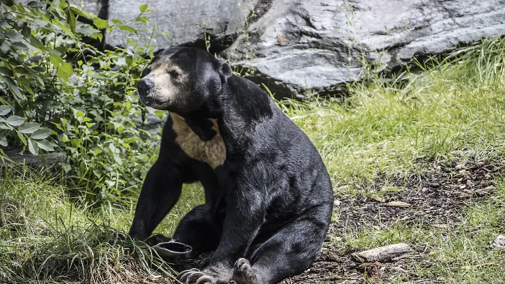 Kragenbaer-Asiatischer-Schwarzbaer-Mondbaer-oder-Tibetbaer-Ursus-thibetanus-in-einem-Tierpark-Deutschland