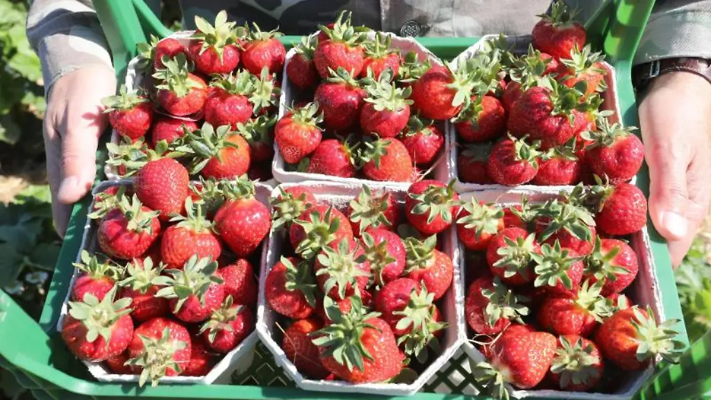 Robert-Dahl-Chef-von-Karls-Erdbeerhof-haelt-auf-einem-Feld-eine-Stiege-Erdbeeren