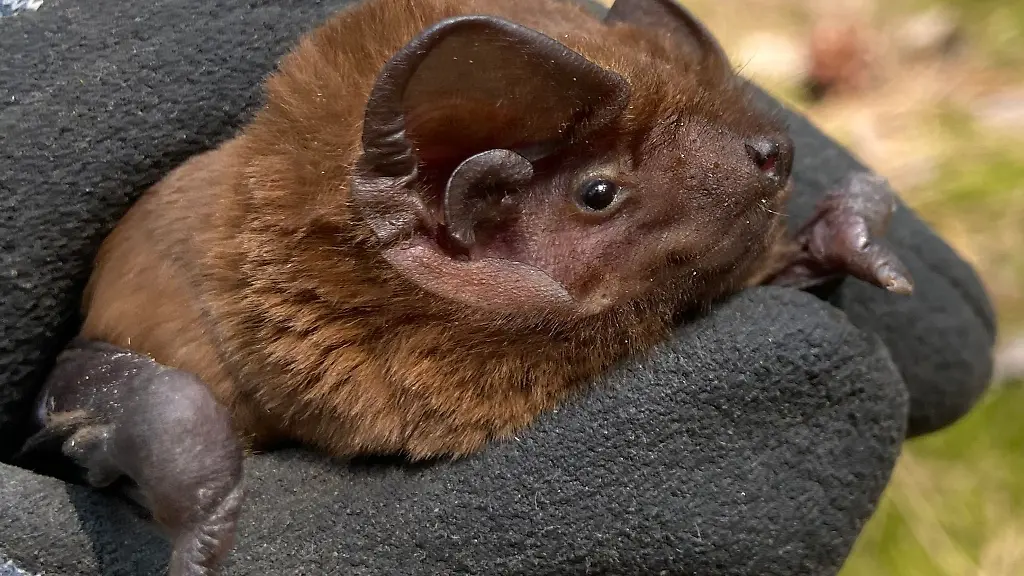 Ein-erstmals-in-Brandenburg-nachgewiesener-Riesenabendsegler-die-groesste-Fledermausart-Europas-wird-gezeigt-Der-Fledermauskundler-Ingo-Richter-entdeckte-das-Maennchen-in-einem-Wald-bei-Luckenwalde