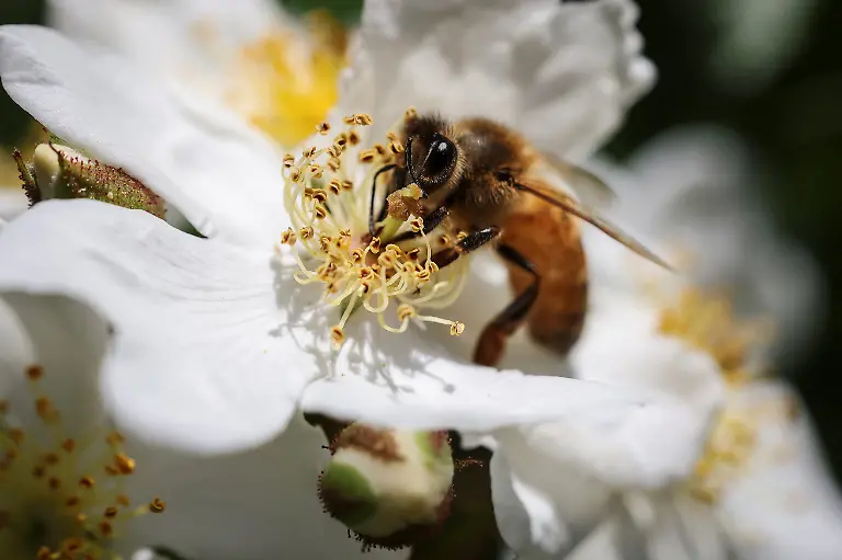 A-bee-collects-nectar-from-a-wildflower-at-the-first-location-for-migratory-beekeeping-in-Gimcheon-South-Korea-May-9-2026-Studies-have-shown-that-climate-change-has-harmed-bees-globally-impacting-honey-production-and-many-other-outdoor-and-indoor-crops-such-as-apples-strawberries-and-tomatoes-which-need-the-insects-for-pollination-REUTERS-Kim-Hong-Ji-SEARCH-HONG-JI-SOUTH-KOREA-BEES-FOR-THIS-STORY-SEARCH-WIDER-IMAGE-FOR-ALL-STORIES