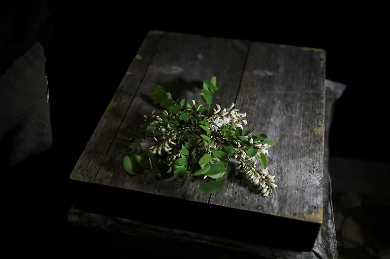 Black-locust-flowers-are-placed-on-a-beehive-at-the-first-location-for-migratory-beekeeping-in-Gimcheon-South-Korea-May-4-2026-Most-honey-produced-in-South-Korea-is-of-the-black-locust-variety-which-is-mild-and-floral-but-there-are-also-other-types-such-as-chestnut-honey-which-is-less-sweet-and-more-earthy-in-flavour-In-2024-it-exported-8-55-metric-tons-of-natural-honey-according-to-data-from-the-World-Integrated-Trade-Solution-platform-REUTERS-Kim-Hong-Ji-SEARCH-HONG-JI-SOUTH-KOREA-BEES-FOR-THIS-STORY-SEARCH-WIDER-IMAGE-FOR-ALL-STORIES