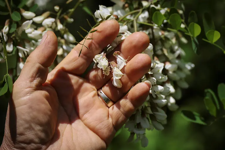 Park-Gyeong-je-65-a-migratory-beekeeper-checks-faded-black-locust-flowers-at-a-second-migratory-beekeeping-location-in-Okcheon-South-Korea-May-9-2026-Most-honey-produced-in-South-Korea-is-of-the-black-locust-variety-which-is-mild-and-floral-but-there-are-also-other-types-such-as-chestnut-honey-which-is-less-sweet-and-more-earthy-in-flavour-In-2024-it-exported-8-55-metric-tons-of-natural-honey-according-to-data-from-the-World-Integrated-Trade-Solution-platform-REUTERS-Kim-Hong-Ji-SEARCH-HONG-JI-SOUTH-KOREA-BEES-FOR-THIS-STORY-SEARCH-WIDER-IMAGE-FOR-ALL-STORIES