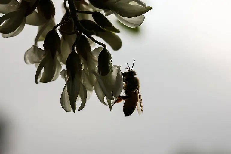 A-bee-collects-nectar-from-black-locust-flowers-near-the-second-location-for-migratory-beekeeping-in-Okcheon-South-Korea-May-13-2026-Most-honey-produced-in-South-Korea-is-of-the-black-locust-variety-which-is-mild-and-floral-but-there-are-also-other-types-such-as-chestnut-honey-which-is-less-sweet-and-more-earthy-in-flavour-In-2024-it-exported-8-55-metric-tons-of-natural-honey-according-to-data-from-the-World-Integrated-Trade-Solution-platform-REUTERS-Kim-Hong-Ji-SEARCH-HONG-JI-SOUTH-KOREA-BEES-FOR-THIS-STORY-SEARCH-WIDER-IMAGE-FOR-ALL-STORIES