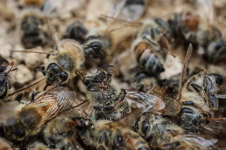 Dead-bees-are-seen-after-dying-from-transport-stress-while-being-moved-to-the-first-location-for-migratory-beekeeping-in-Gimcheon-South-Korea-May-7-2026-While-Park-used-to-make-four-trips-across-South-Korea-to-harvest-black-locust-honey-as-a-result-of-premature-blooming-he-now-makes-only-two-and-honey-production-takes-place-on-only-one-to-two-months-of-the-year-Compared-to-the-1990s-or-early-2000s-the-honey-harvest-has-decreased-by-about-70-percent-he-said-REUTERS-Kim-Hong-Ji-SEARCH-HONG-JI-SOUTH-KOREA-BEES-FOR-THIS-STORY-SEARCH-WIDER-IMAGE-FOR-ALL-STORIES