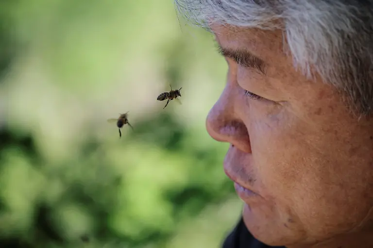 Bees-fly-around-Park-Gyeong-je-65-at-the-first-location-for-migratory-beekeeping-in-Gimcheon-South-Korea-May-5-2026-Park-runs-a-beekeeping-farm-in-South-Korea-s-southern-Sancheong-county-but-he-is-a-migratory-beekeeper-meaning-he-criss-crosses-the-country-with-his-hives-to-chase-seasonal-flower-blooms-However-rising-temperatures-due-to-climate-change-are-shortening-seasons-causing-flowers-to-bloom-earlier-and-for-shorter-periods-The-weather-changes-have-also-brought-strong-winds-which-can-make-it-harder-for-bees-to-find-their-way-back-to-their-hives-REUTERS-Kim-Hong-Ji-SEARCH-HONG-JI-SOUTH-KOREA-BEES-FOR-THIS-STORY-SEARCH-WIDER-IMAGE-FOR-ALL-STORIES