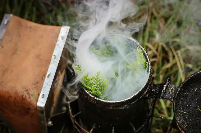 Park-Gyeong-je-65-burns-cypress-leaves-to-use-in-a-bee-smoker-at-the-second-location-for-migratory-beekeeping-in-Okcheon-South-Korea-May-13-2026-Park-runs-a-beekeeping-farm-in-South-Korea-s-southern-Sancheong-county-but-he-is-a-migratory-beekeeper-meaning-he-criss-crosses-the-country-with-his-hives-to-chase-seasonal-flower-blooms-However-rising-temperatures-due-to-climate-change-are-shortening-seasons-causing-flowers-to-bloom-earlier-and-for-shorter-periods-The-weather-changes-have-also-brought-strong-winds-which-can-make-it-harder-for-bees-to-find-their-way-back-to-their-hives-REUTERS-Kim-Hong-Ji-SEARCH-HONG-JI-SOUTH-KOREA-BEES-FOR-THIS-STORY-SEARCH-WIDER-IMAGE-FOR-ALL-STORIES