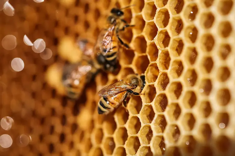 Bees-are-pictured-during-the-first-honey-harvest-at-the-first-location-for-migratory-beekeeping-in-Gimcheon-South-Korea-May-9-2026-Studies-have-shown-that-climate-change-has-harmed-bees-globally-impacting-honey-production-and-many-other-outdoor-and-indoor-crops-such-as-apples-strawberries-and-tomatoes-which-need-the-insects-for-pollination-REUTERS-Kim-Hong-Ji-SEARCH-HONG-JI-SOUTH-KOREA-BEES-FOR-THIS-STORY-SEARCH-WIDER-IMAGE-FOR-ALL-STORIES