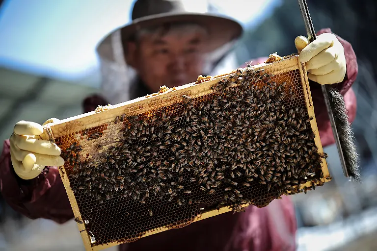 Park-Gyeong-je-65-a-migratory-beekeeper-checks-the-growth-of-the-bee-colony-at-his-beekeeping-farm-in-Sancheong-South-Korea-February-21-2026-Park-runs-a-beekeeping-farm-in-South-Korea-s-southern-Sancheong-county-but-he-is-a-migratory-beekeeper-meaning-he-criss-crosses-the-country-with-his-hives-to-chase-seasonal-flower-blooms-However-rising-temperatures-due-to-climate-change-are-shortening-seasons-causing-flowers-to-bloom-earlier-and-for-shorter-periods-The-weather-changes-have-also-brought-strong-winds-which-can-make-it-harder-for-bees-to-find-their-way-back-to-their-hives-REUTERS-Kim-Hong-Ji-SEARCH-HONG-JI-SOUTH-KOREA-BEES-FOR-THIS-STORY-SEARCH-WIDER-IMAGE-FOR-ALL-STORIES