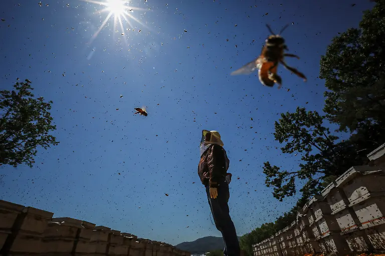 Park-Gyeong-je-65-a-migratory-beekeeper-checks-the-weather-at-the-first-location-for-migratory-beekeeping-in-Gimcheon-South-Korea-May-5-2026-While-Park-used-to-make-four-trips-across-South-Korea-to-harvest-black-locust-honey-as-a-result-of-premature-blooming-he-now-makes-only-two-and-honey-production-takes-place-on-only-one-to-two-months-of-the-year-Compared-to-the-1990s-or-early-2000s-the-honey-harvest-has-decreased-by-about-70-percent-he-said-REUTERS-Kim-Hong-Ji-SEARCH-HONG-JI-SOUTH-KOREA-BEES-FOR-THIS-STORY-SEARCH-WIDER-IMAGE-FOR-ALL-STORIES