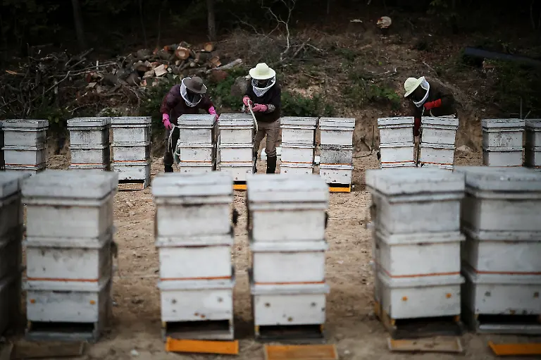 Workers-prepare-to-move-hives-to-a-second-location-for-migratory-beekeeping-in-Gimcheon-South-Korea-May-12-2026-Studies-have-shown-that-climate-change-has-harmed-bees-globally-impacting-honey-production-and-many-other-outdoor-and-indoor-crops-such-as-apples-strawberries-and-tomatoes-which-need-the-insects-for-pollination-REUTERS-Kim-Hong-Ji-SEARCH-HONG-JI-SOUTH-KOREA-BEES-FOR-THIS-STORY-SEARCH-WIDER-IMAGE-FOR-ALL-STORIES