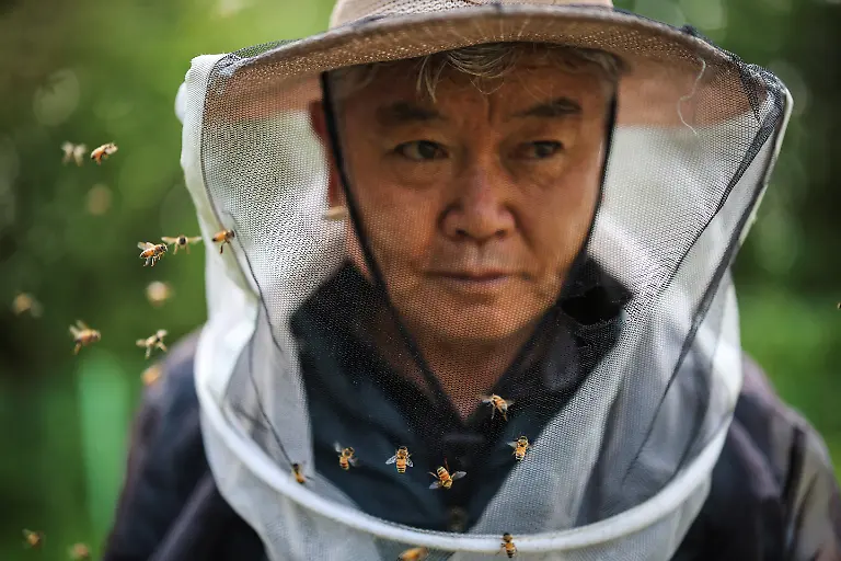 Bees-fly-around-Park-Gyeong-je-65-a-migratory-beekeeper-at-the-second-location-for-migratory-beekeeping-in-Okcheon-South-Korea-May-13-2026-While-Park-used-to-make-four-trips-across-South-Korea-to-harvest-black-locust-honey-as-a-result-of-premature-blooming-he-now-makes-only-two-and-honey-production-takes-place-on-only-one-to-two-months-of-the-year-Compared-to-the-1990s-or-early-2000s-the-honey-harvest-has-decreased-by-about-70-percent-he-said-REUTERS-Kim-Hong-Ji-SEARCH-HONG-JI-SOUTH-KOREA-BEES-FOR-THIS-STORY-SEARCH-WIDER-IMAGE-FOR-ALL-STORIES