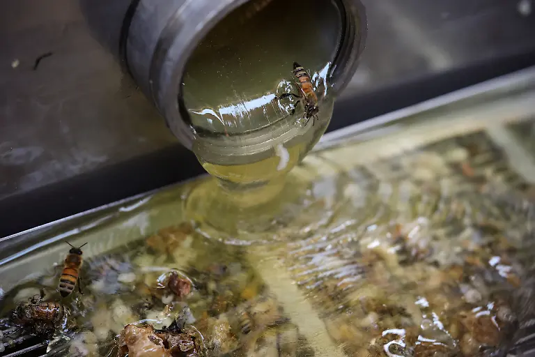 Harvested-honey-flows-from-the-extractor-during-the-first-honey-harvest-at-the-first-location-for-migratory-beekeeping-in-Gimcheon-South-Korea-May-9-2026-Studies-have-shown-that-climate-change-has-harmed-bees-globally-impacting-honey-production-and-many-other-outdoor-and-indoor-crops-such-as-apples-strawberries-and-tomatoes-which-need-the-insects-for-pollination-REUTERS-Kim-Hong-Ji-SEARCH-HONG-JI-SOUTH-KOREA-BEES-FOR-THIS-STORY-SEARCH-WIDER-IMAGE-FOR-ALL-STORIES